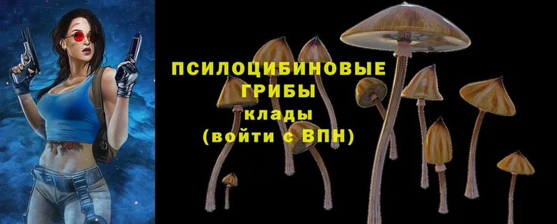 Галлюциногенные грибы Psilocybine cubensis  купить  цена  Верхнеуральск 